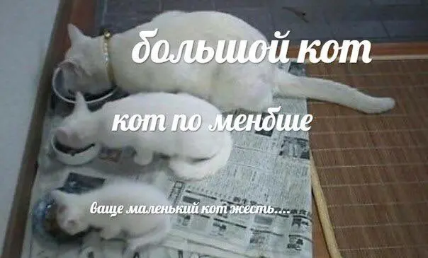 Мем с тремя котами: большой кот, кот поменьше, ваще маленький кот жесть